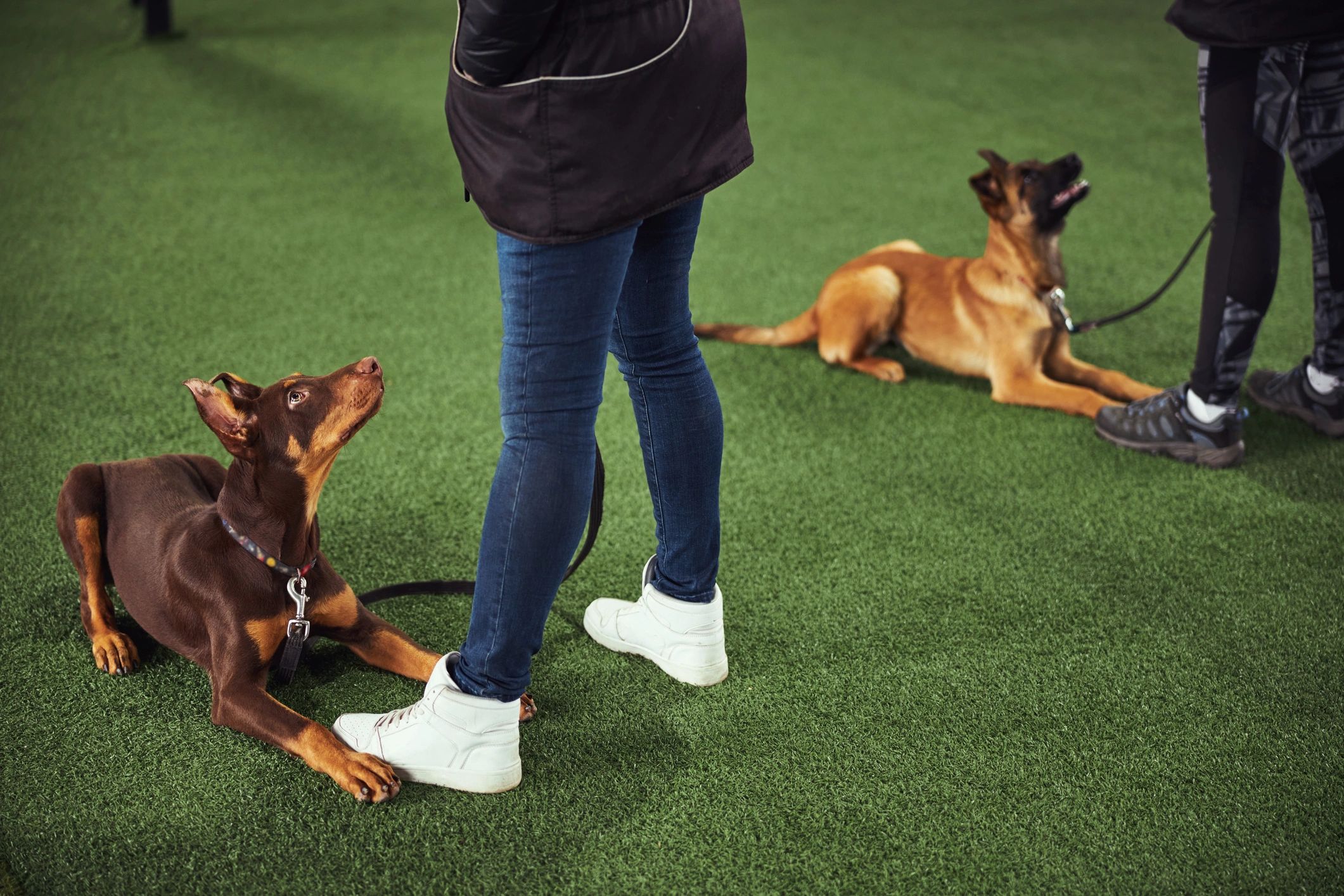 Dog teaching social skills