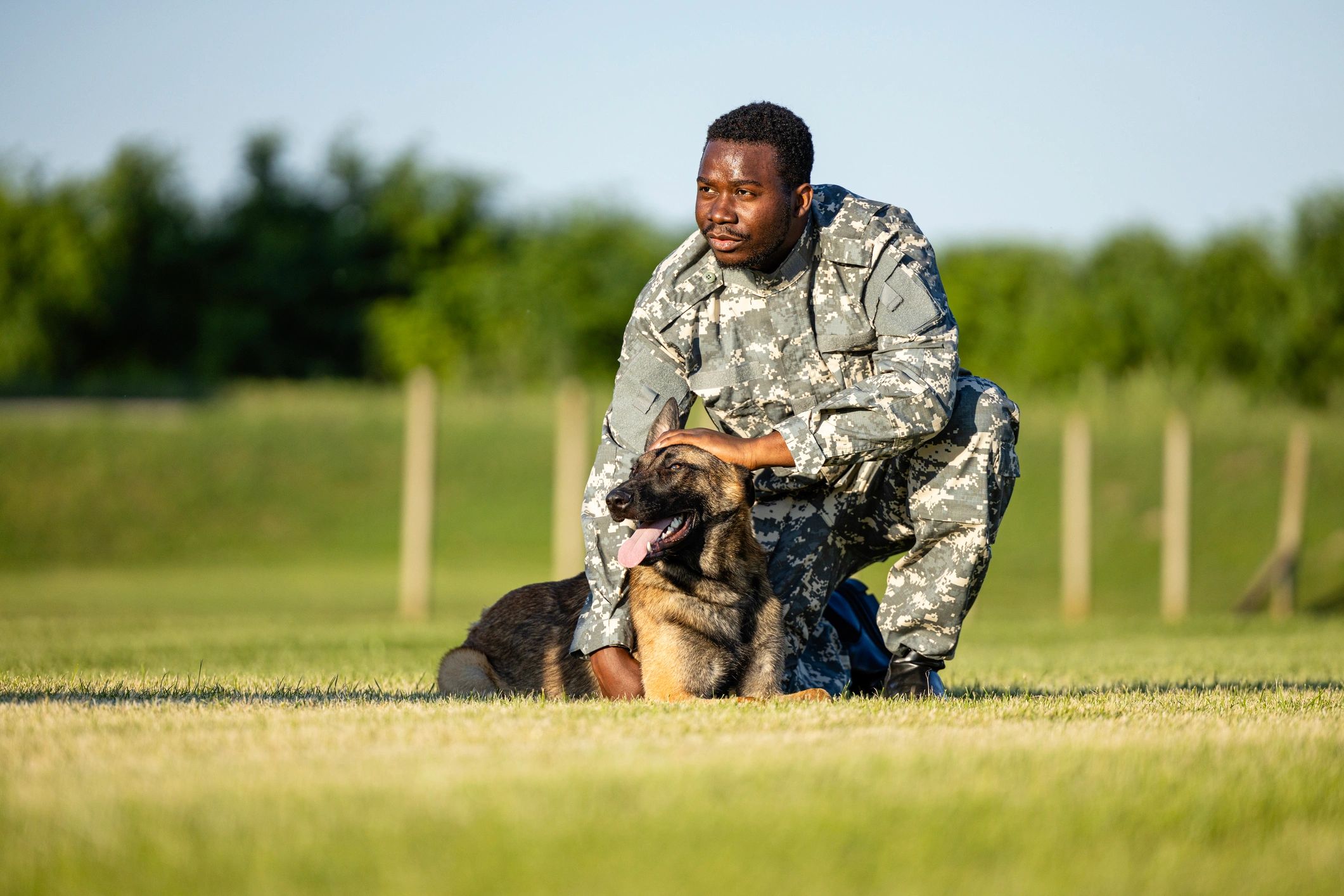 Dog in a playful training session