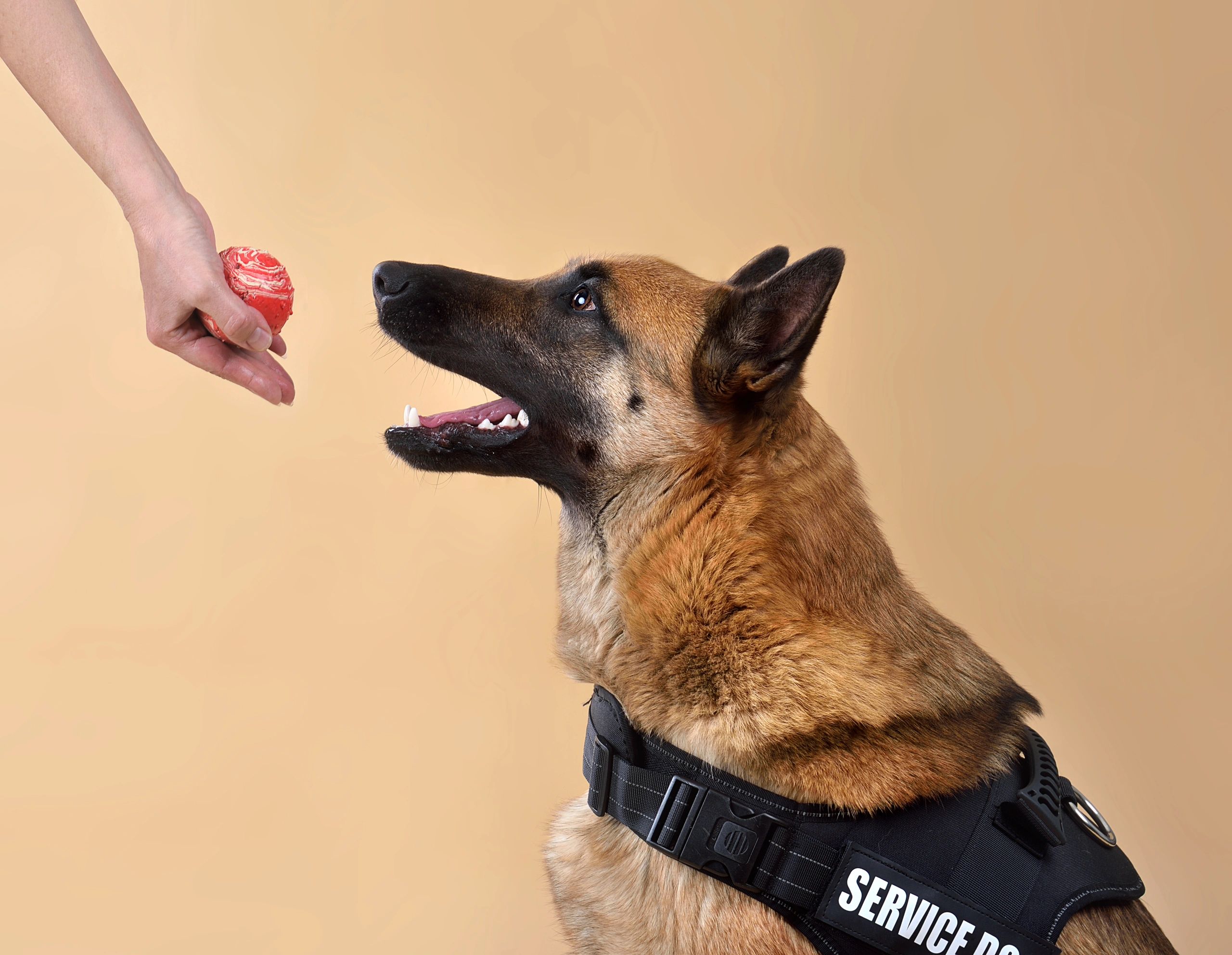 Dog teaching sniffing techniques
