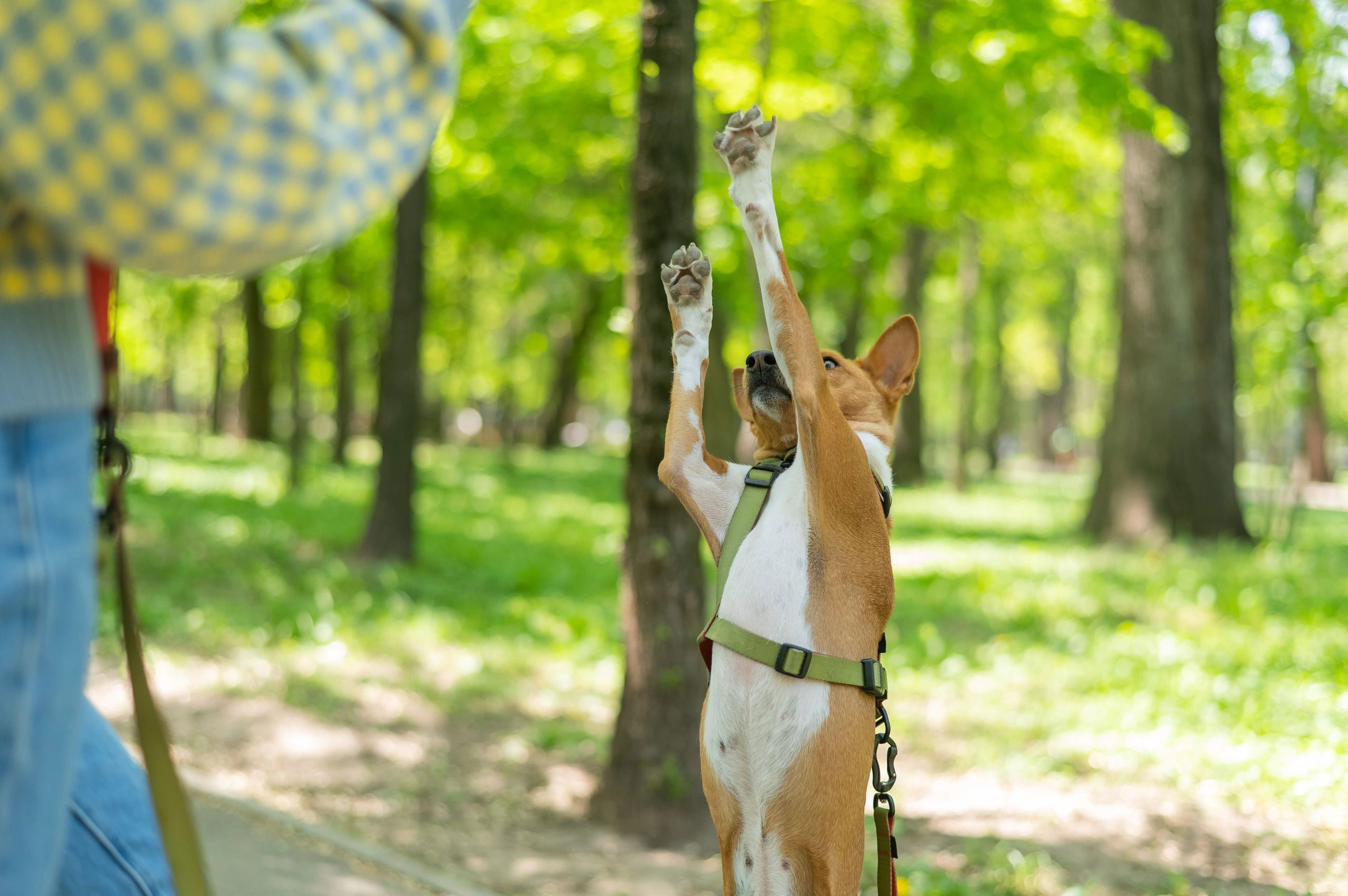 Dog managing owner's time